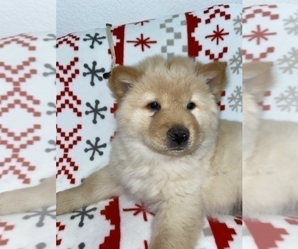 Medium Photo #1 Chow Chow Puppy For Sale in DENVER, CO, USA