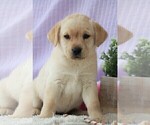 Small Photo #19 Labrador Retriever Puppy For Sale in SYRACUSE, IN, USA
