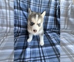 Small Photo #10 Siberian Husky Puppy For Sale in FAIRFIELD, CA, USA
