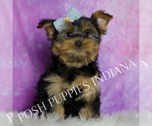 Medium Photo #1 Yorkshire Terrier Puppy For Sale in WARSAW, IN, USA