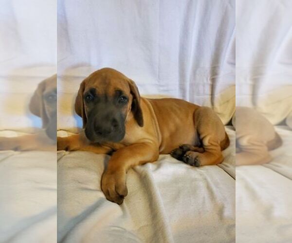 Medium Photo #2 Great Dane Puppy For Sale in WEATHERFORD, TX, USA