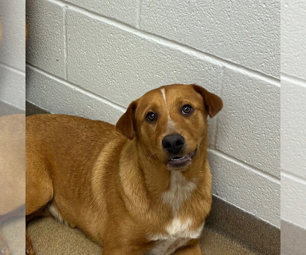 Medium Photo #2 Labrador Retriever-Retriever  Mix Puppy For Sale in Rockaway, NJ, USA