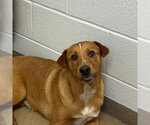 Small #1 Labrador Retriever-Retriever  Mix