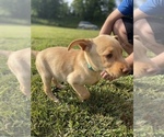 Small Photo #6 Labrador Retriever Puppy For Sale in ASHEVILLE, NC, USA