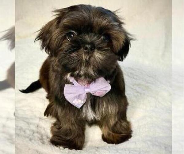 Medium Photo #1 Shih Tzu Puppy For Sale in ANTELOPE, CA, USA