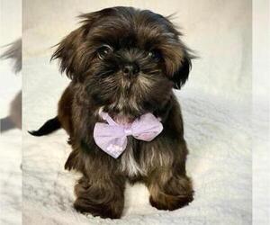 Shih Tzu Puppy for sale in ANTELOPE, CA, USA