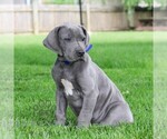 Small #2 Great Dane