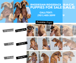 Rhodesian Ridgeback Puppy for sale in CORONA, CA, USA