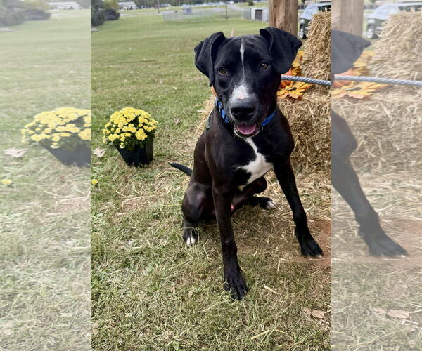 Medium Photo #19 Mutt Puppy For Sale in Rustburg, VA, USA