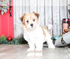 Havanese Puppy for sale in MOUNT VERNON, OH, USA