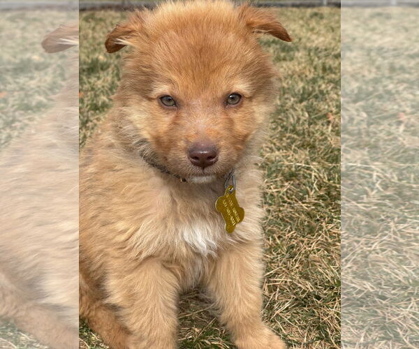 Medium Photo #4 Collie-Unknown Mix Puppy For Sale in Sandy, UT, USA