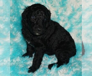 Labradoodle Puppy for sale in LA HABRA, CA, USA