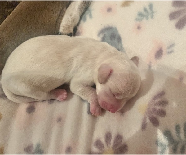 Medium Photo #1 Dachshund Puppy For Sale in DENHAM SPRINGS, LA, USA