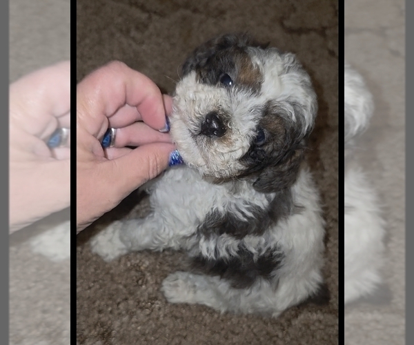 Medium Photo #1 Poodle (Toy) Puppy For Sale in DYERSBURG, TN, USA