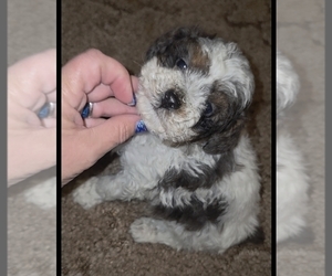 Poodle (Toy) Puppy for sale in DYERSBURG, TN, USA