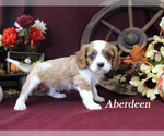 Small Photo #11 Cavalier King Charles Spaniel Puppy For Sale in CHANUTE, KS, USA