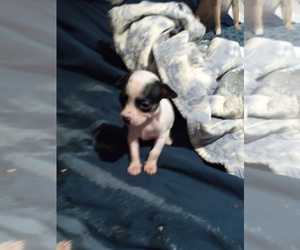 Chihuahua Puppy for Sale in SHALLOTTE, North Carolina USA
