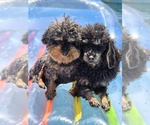 Litter of 2 - Male(s) and Female(s) Poodle (Toy)Litter of Puppies for Sale - Photo #2