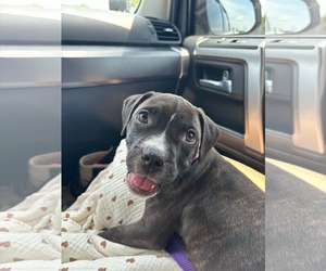 American Staffordshire Terrier-Staffordshire Bull Terrier Mix Dogs for adoption in Holly Springs, NC, USA