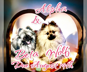 Pomeranian Puppy for sale in RUTLEDGE, PA, USA