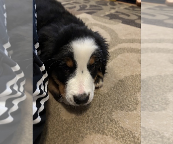 Medium Photo #2 Bernese Mountain Dog Puppy For Sale in BAYARD, NE, USA