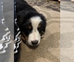 Small #1 Bernese Mountain Dog