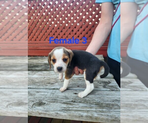 Medium Photo #1 Beagle Puppy For Sale in ATHENS, PA, USA