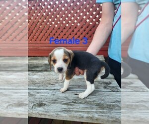 Beagle Puppy for sale in ATHENS, PA, USA