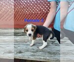Small Beagle