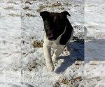 Small #3 Border Collie