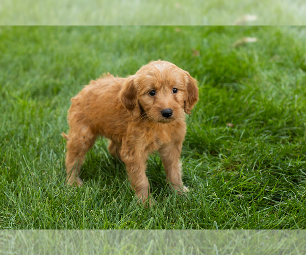 Medium Photo #12 Goldendoodle-Poodle (Miniature) Mix Puppy For Sale in NAPPANEE, IN, USA