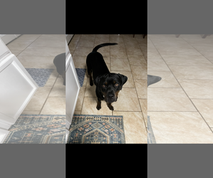 TANK #10 - Male Rottweiler-Unknown Mix Dog for Adoption - Photo #4