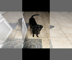 Small #3 Rottweiler Mix