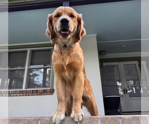 Golden Retriever Puppy for sale in BRADENTON, FL, USA