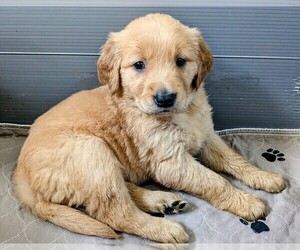 Golden Retriever Puppy for Sale in PAMPLIN, Virginia USA