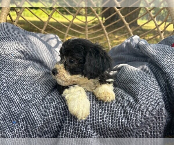 Medium Photo #9 Havachon Puppy For Sale in NIANGUA, MO, USA