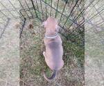 Small Photo #4 American Pit Bull Terrier Puppy For Sale in ROSSVILLE, GA, USA