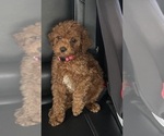 Puppy Puppy 5 Poodle (Miniature)