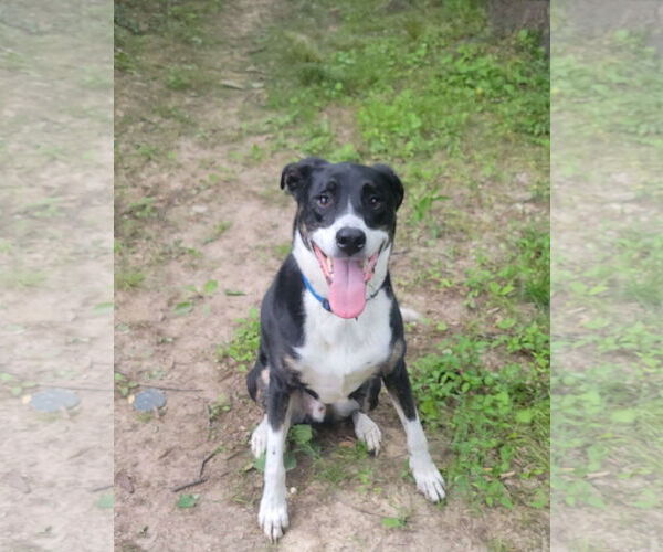 Medium Photo #1 Australian Shepherd-German Shepherd Dog Mix Puppy For Sale in Fenton, MO, USA