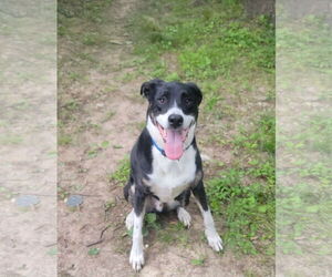 Australian Shepherd-German Shepherd Dog Mix Dogs for adoption in Fenton, MO, USA