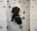 Puppy Puppy 4 Schnauzer (Giant)