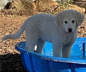 Great Pyrenees Puppy for sale in MULLIN, TX, USA