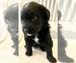 Small Photo #16 Bernedoodle Puppy For Sale in WALNUT GROVE, MO, USA
