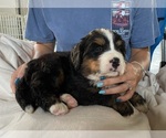 Small Photo #5 Bernese Mountain Dog Puppy For Sale in BERLIN, NJ, USA
