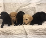 Small Photo #3 Goldendoodle Puppy For Sale in TACOMA, WA, USA