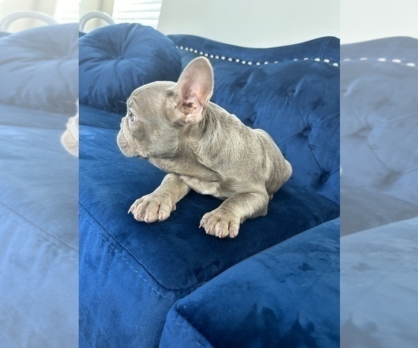 Medium Photo #17 French Bulldog Puppy For Sale in DETROIT, MI, USA