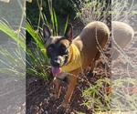 Small Photo #5 Mutt Puppy For Sale in Escondido, CA, USA