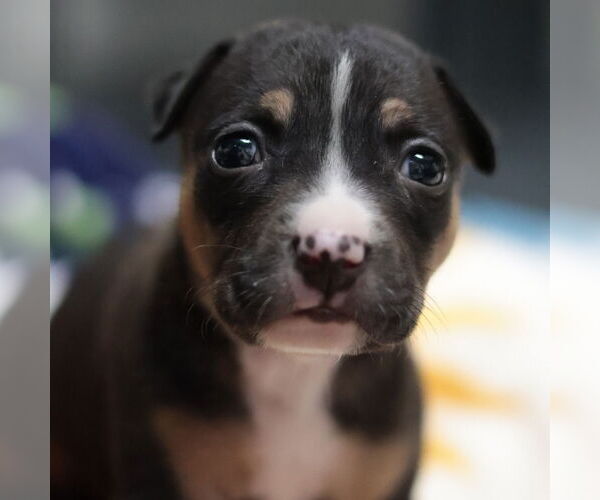 Medium Photo #6 Mutt Puppy For Sale in Philadelphia, PA, USA