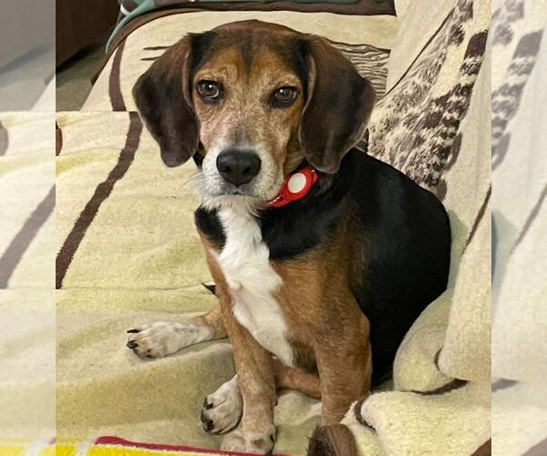 Medium Photo #5 Beagle Puppy For Sale in Tampa, FL, USA