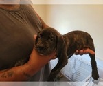 Small Photo #2 Presa Canario Puppy For Sale in SPRING LAKE, NC, USA